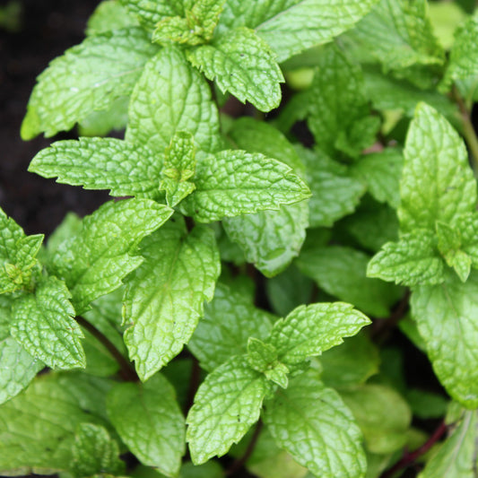 Hakka (Japanese Mint)