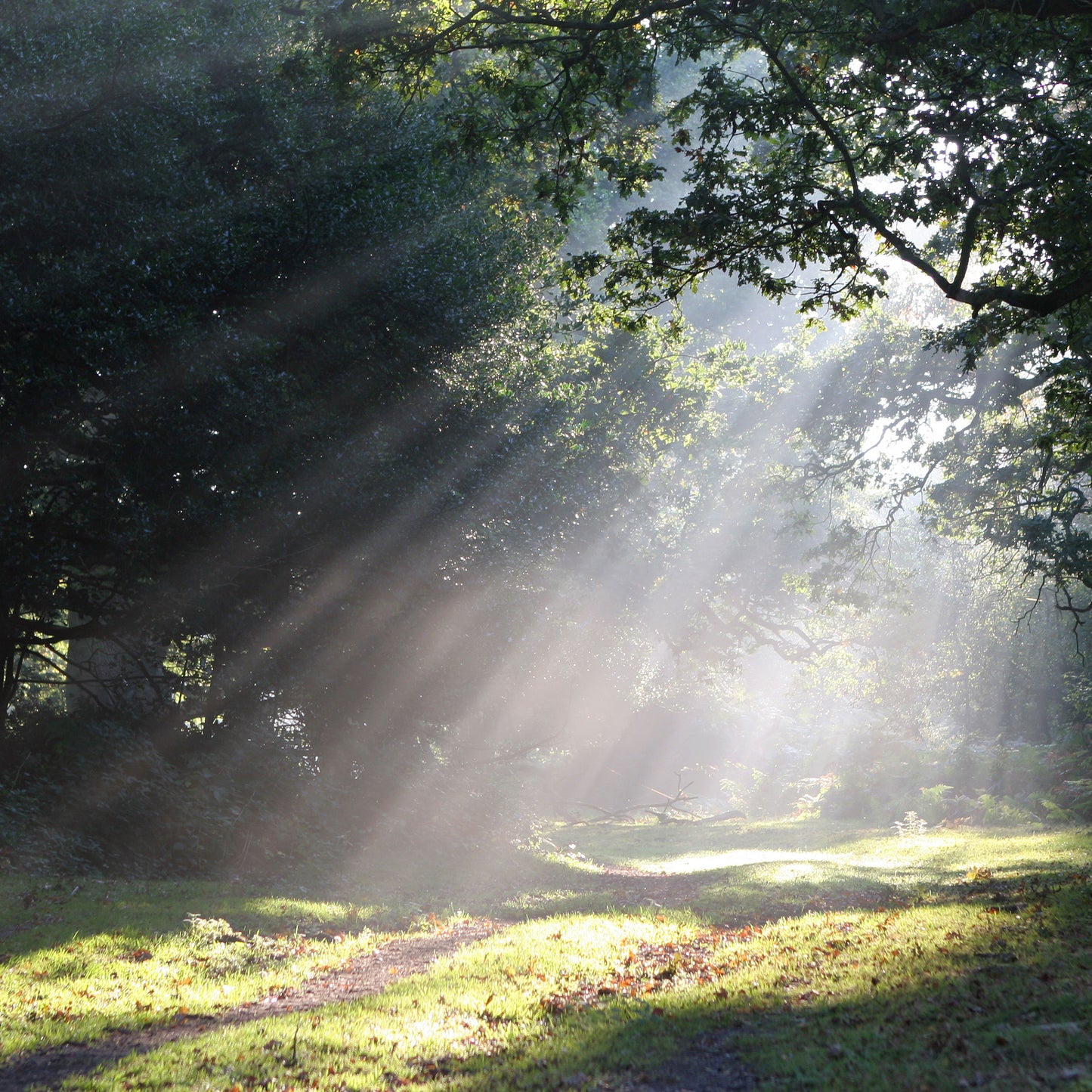 Shaft of Light