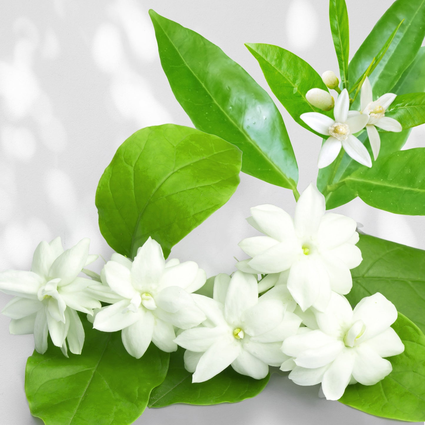 Aurantium Jasmine