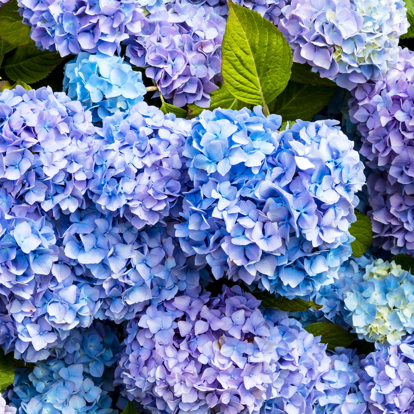 Hydrangea